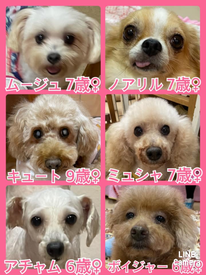 🐾今日の里親様募集中ワンコ🐶メンバーです🐾2021,10,2